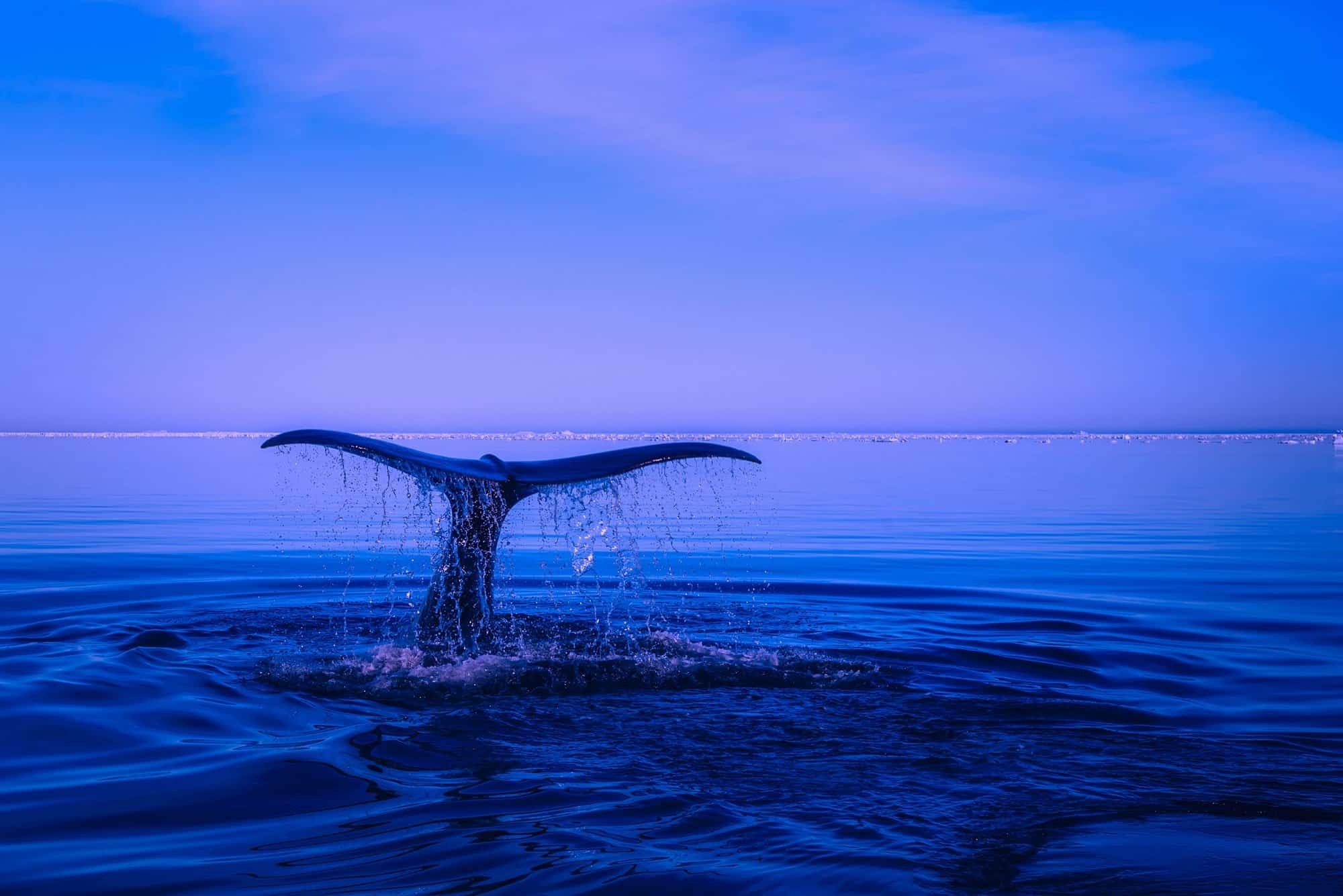 sea, humpback whale, tail