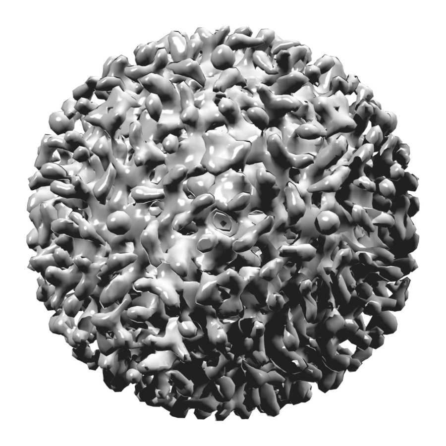 hepatitis b virus, virus, 3d