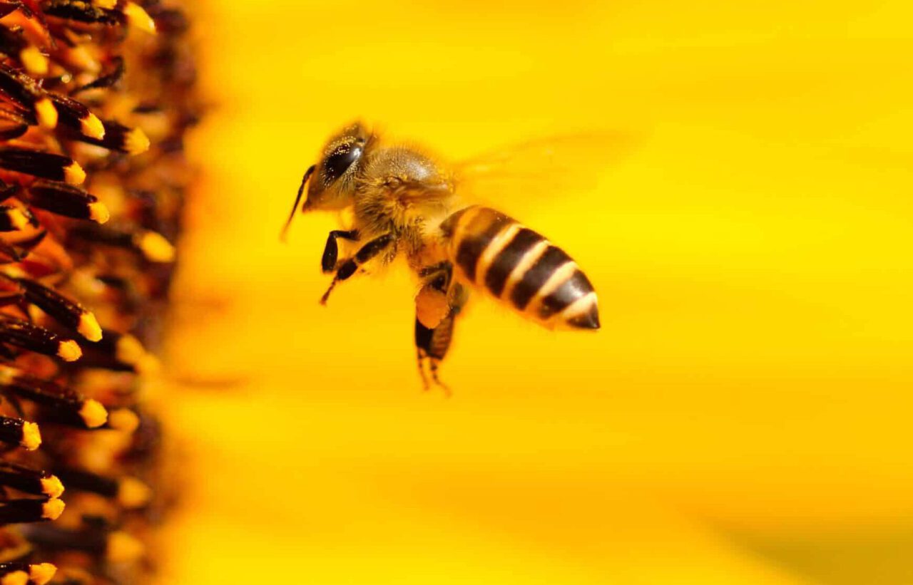 insect, bee, sunflower