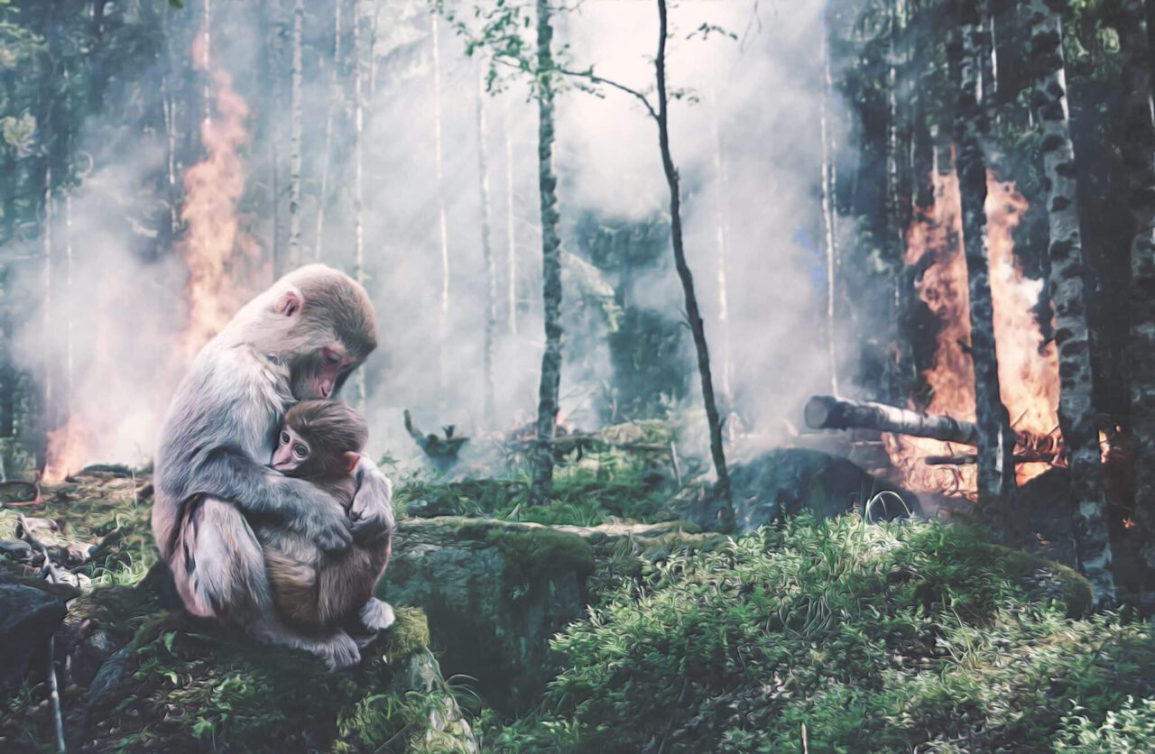 monkeys, infant, forest fire