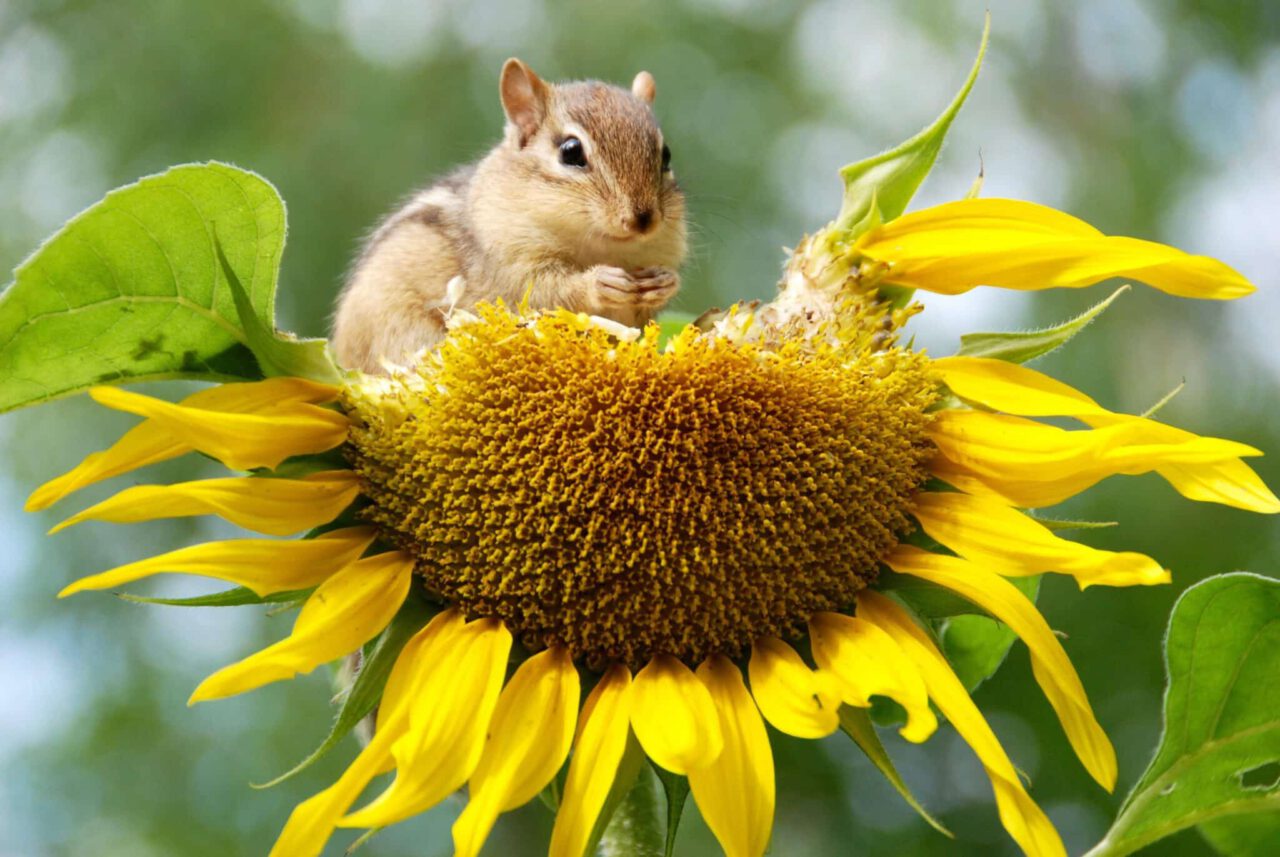 chipmunk, animal, sunflower