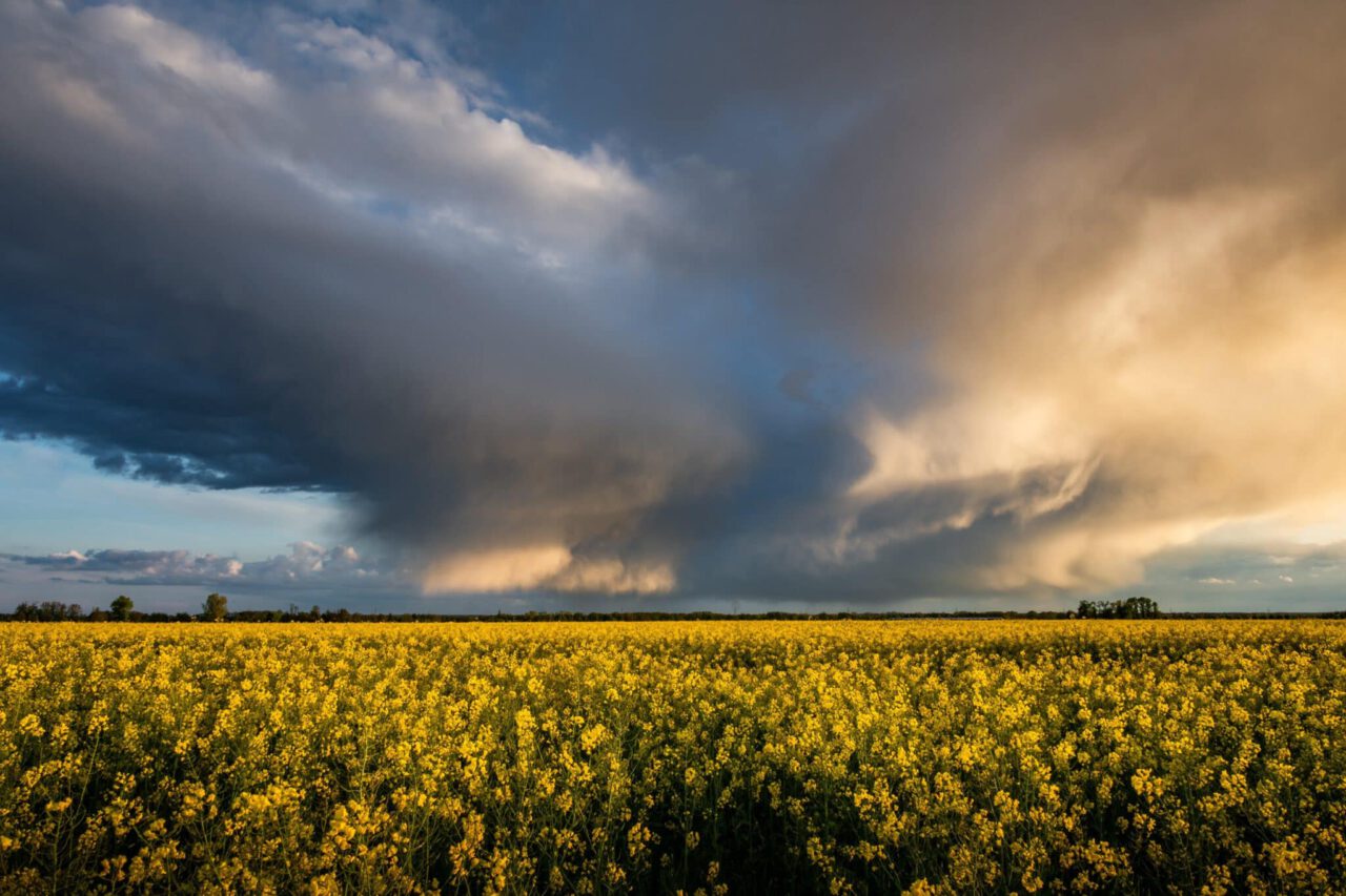 rapeseeds, field of rapeseeds, field