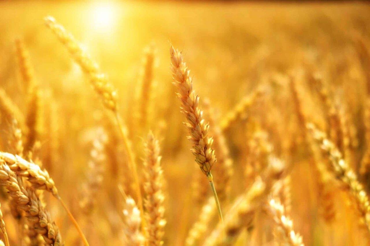 wheat, cornfield, sunset