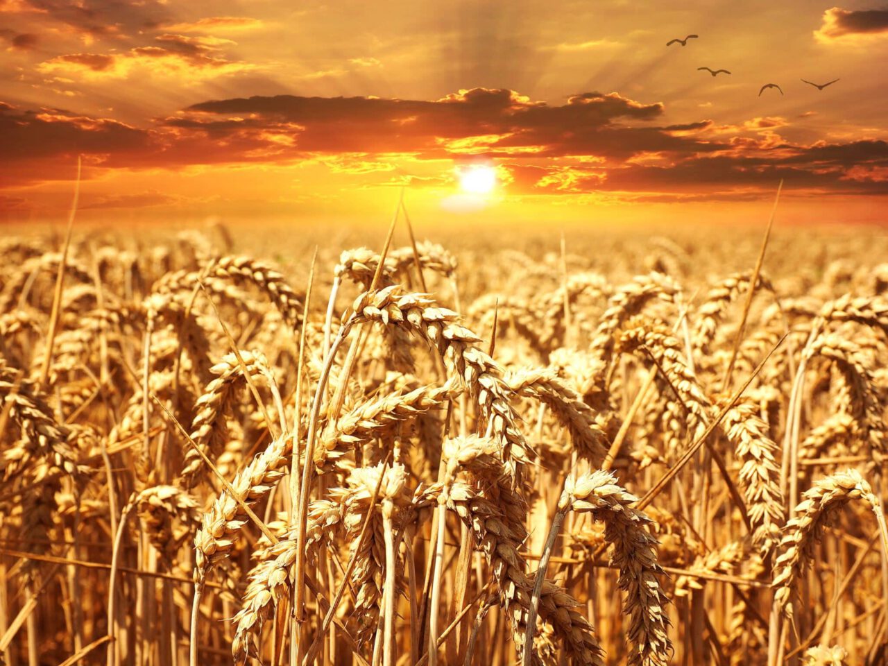 wheat, field, sunset