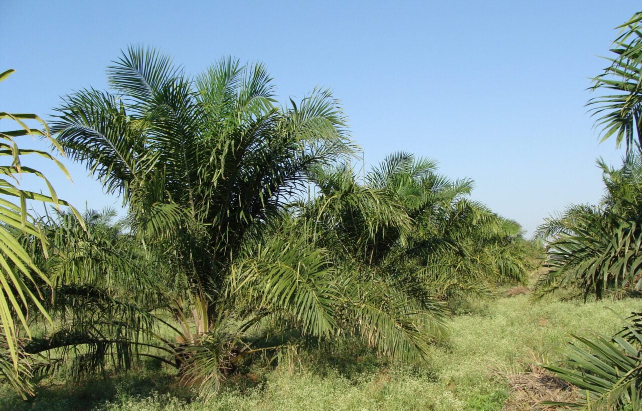 oil palm, tree, plantation