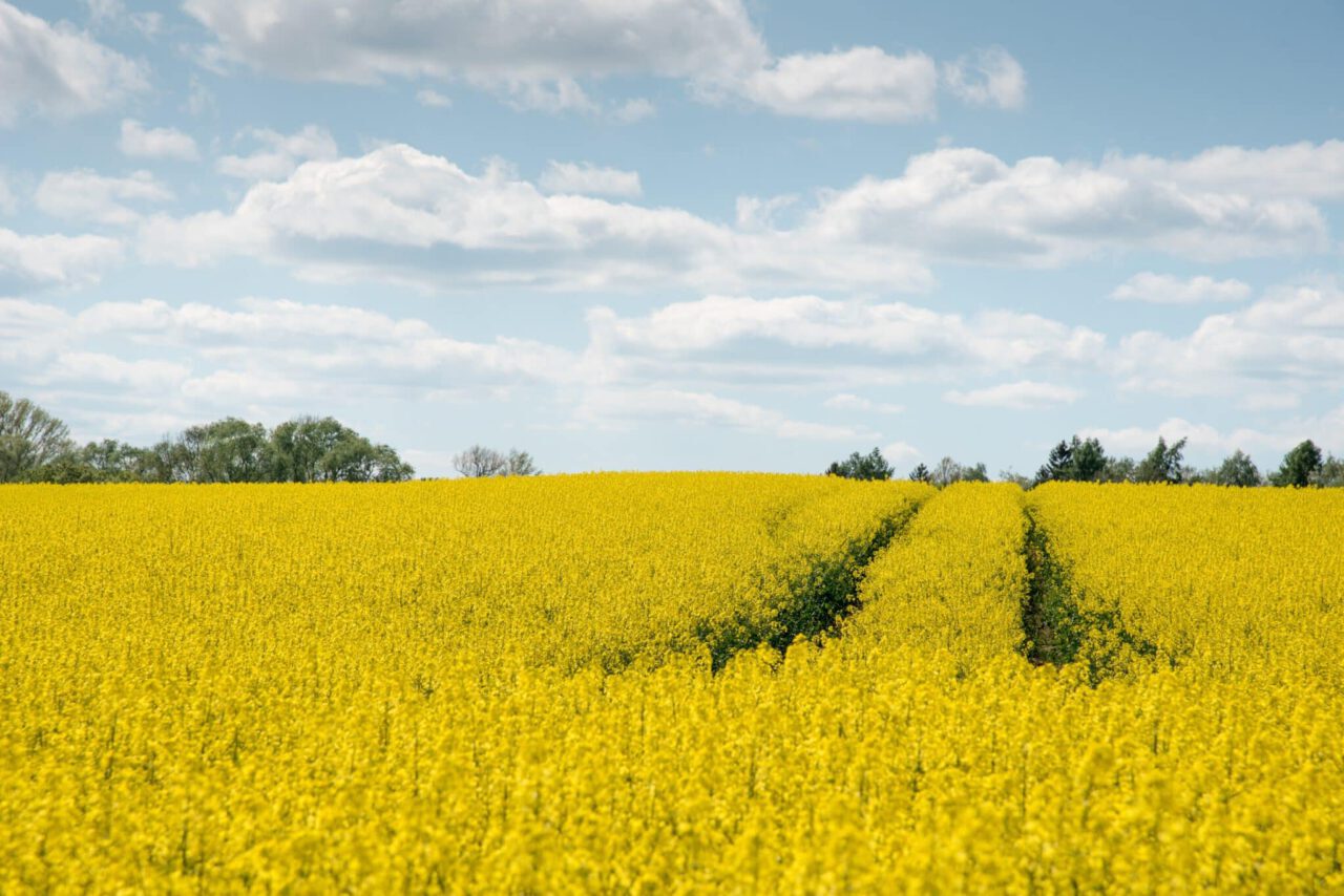 oilseed rape, agriculture, yellow