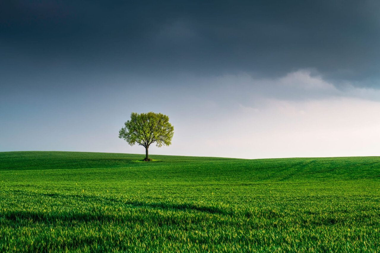 tree, field, landscape