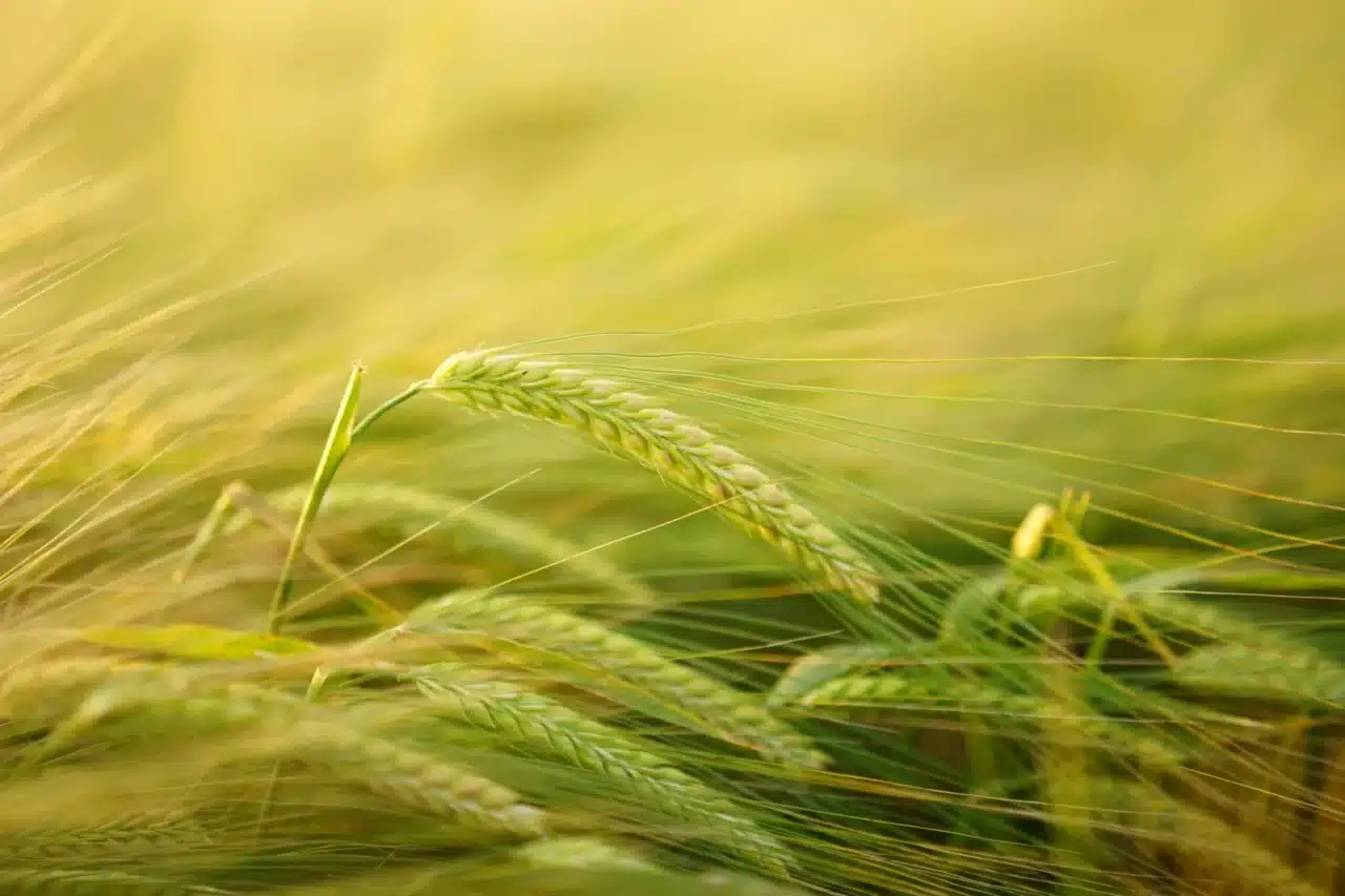 barley, cereal cultivation, barley cultivation