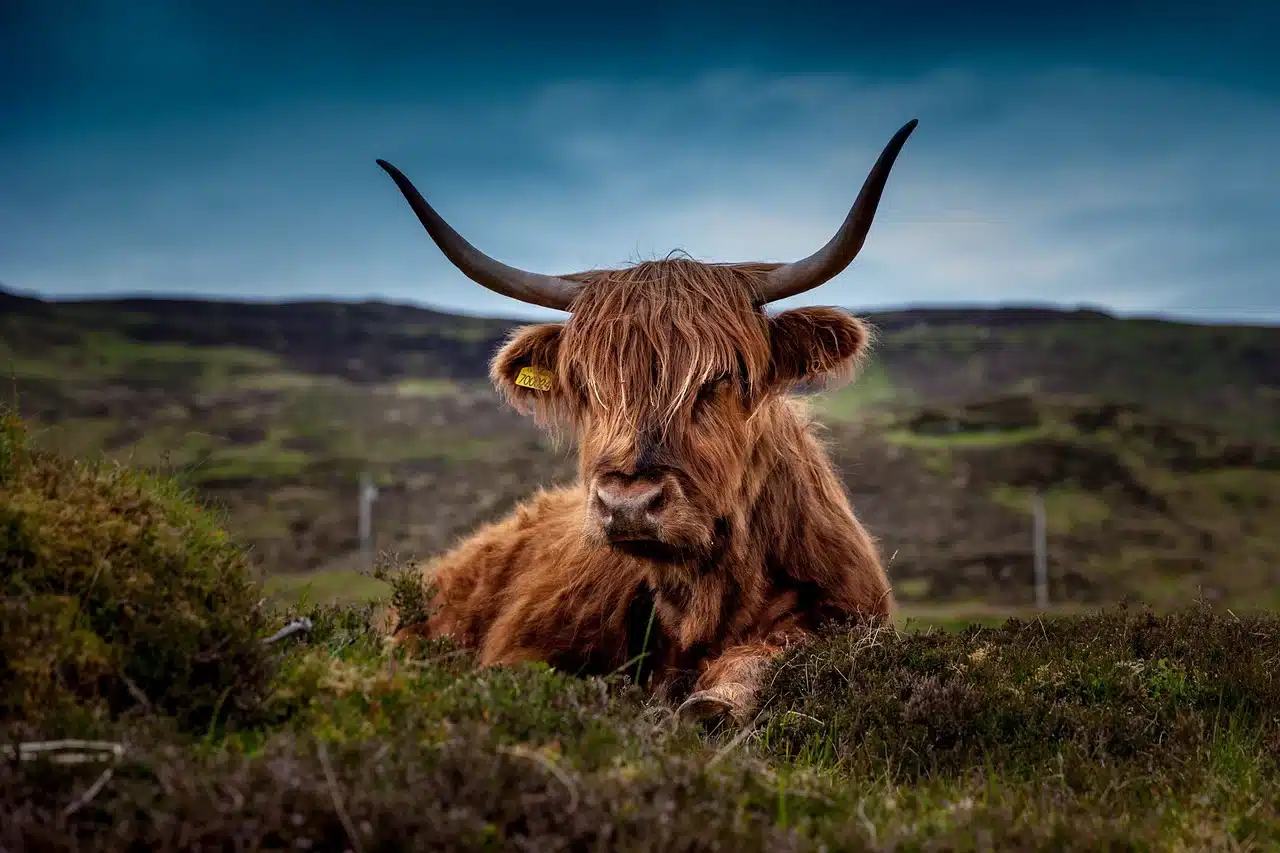 cattle, animal, pasture