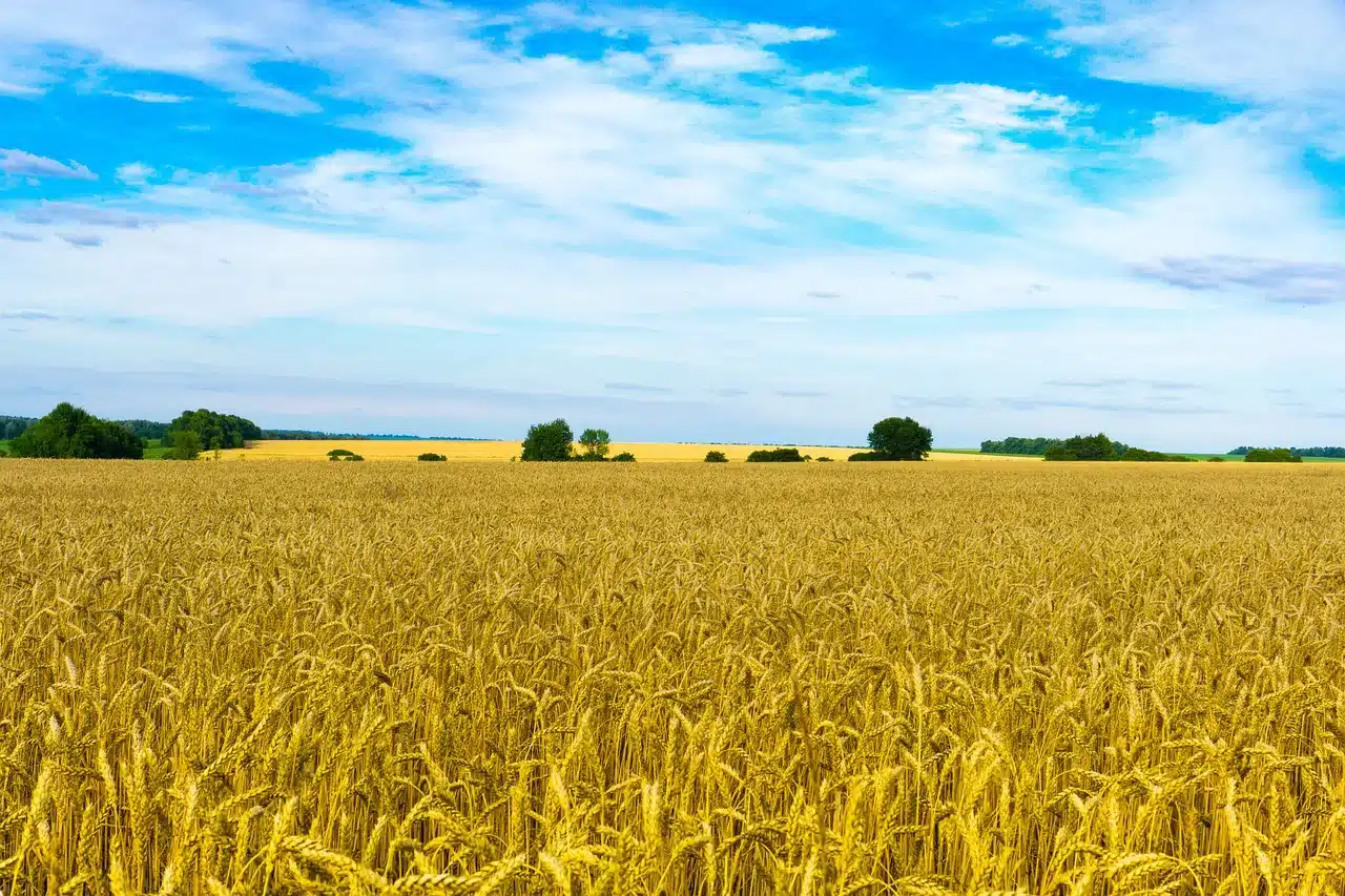 field, wheat, sky