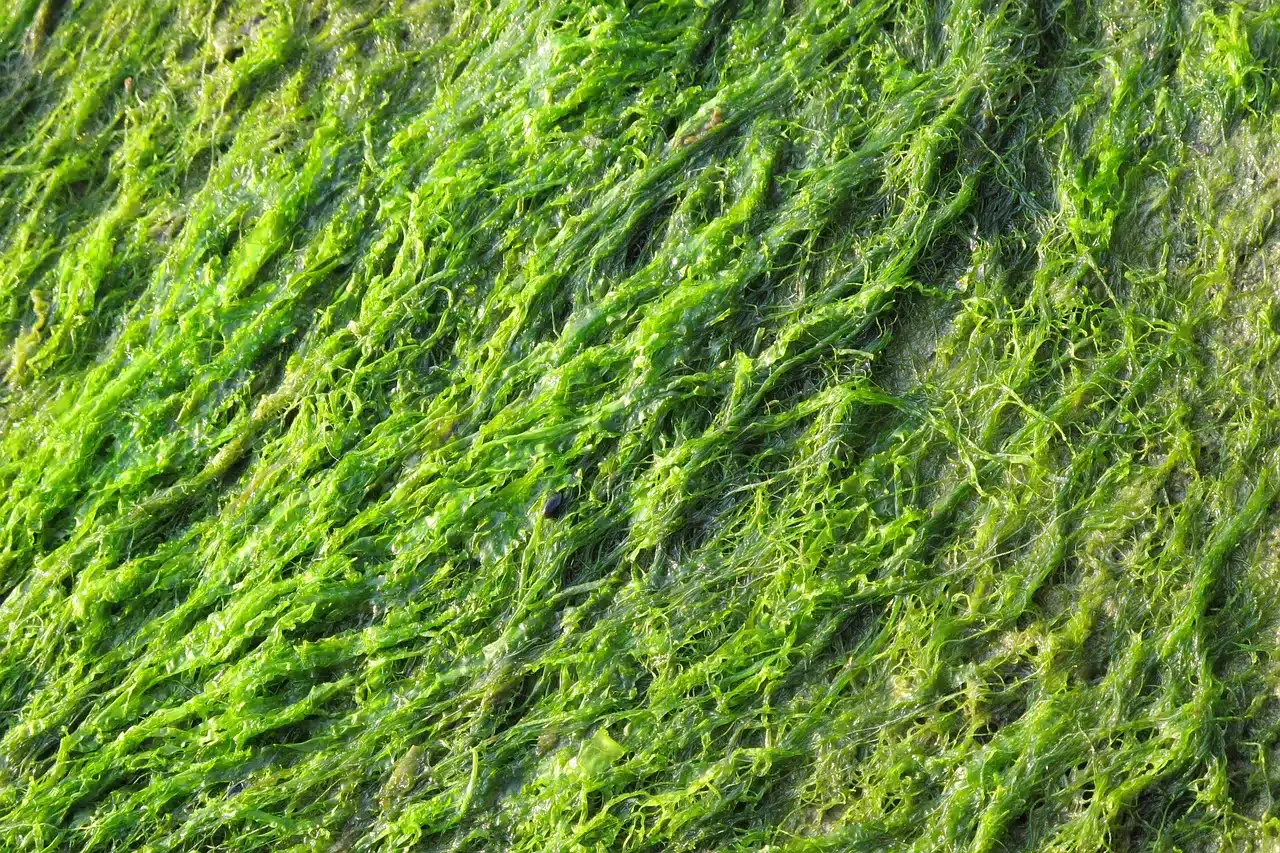 green, algae, close up