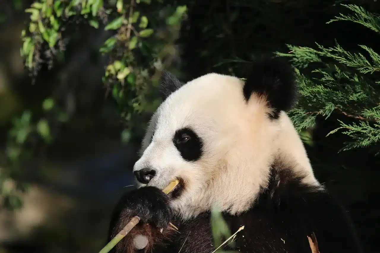 giant panda, panda, animal