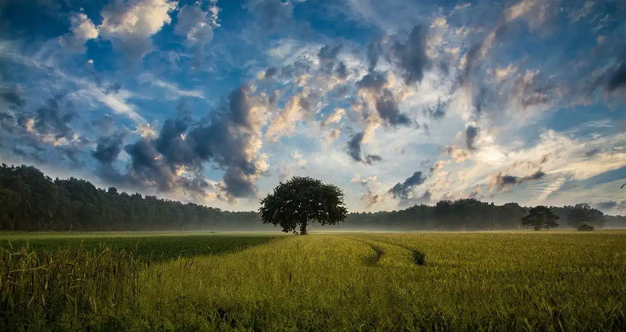 tree, field, cornfield