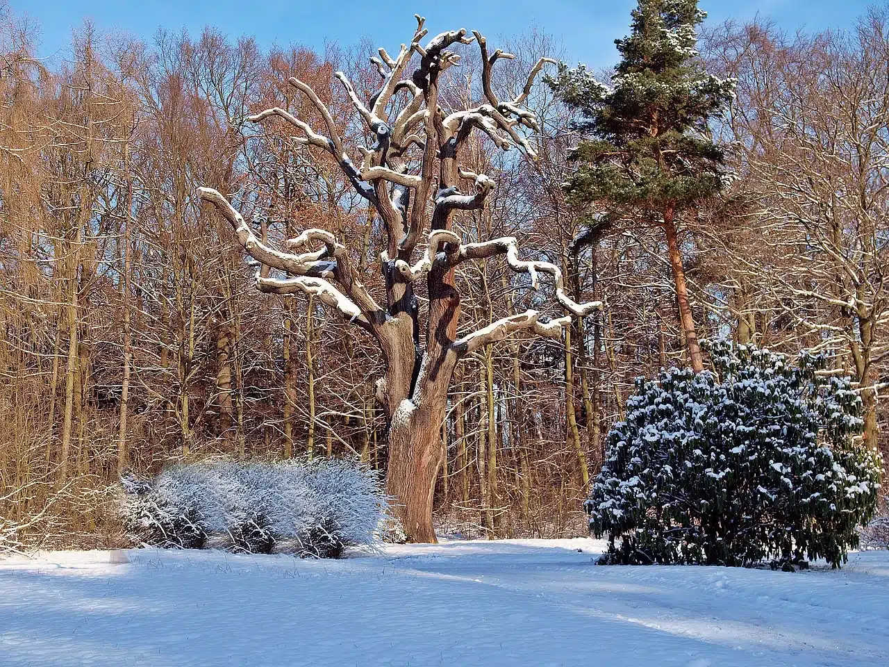 wintery, the end, old oak