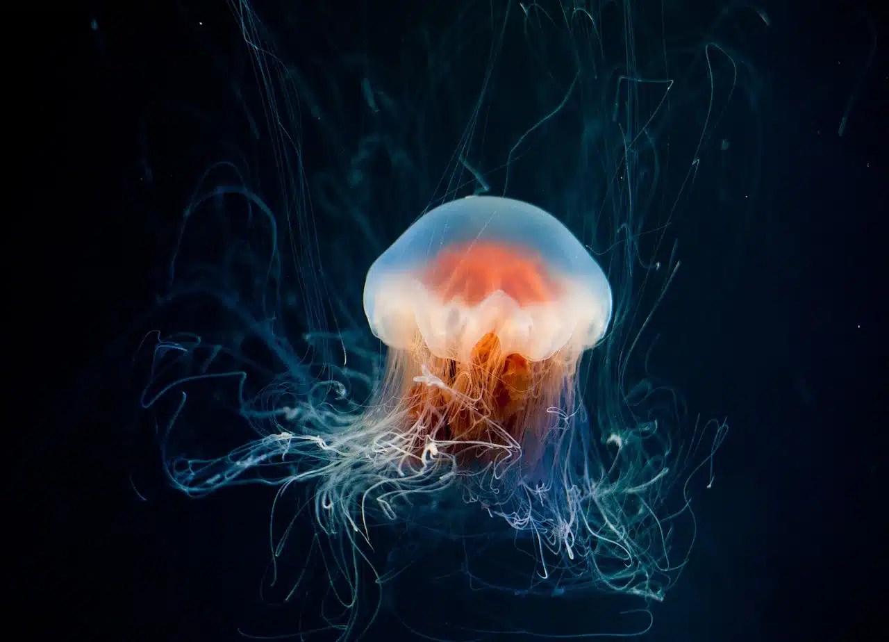 jellyfish, underwater, ocean