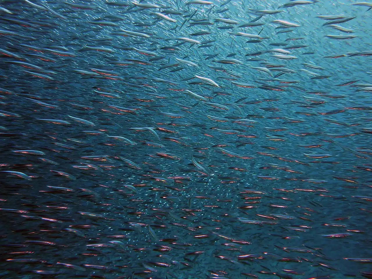 fish, swarm, underwater