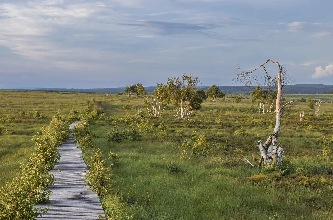 nature, landscape, moor