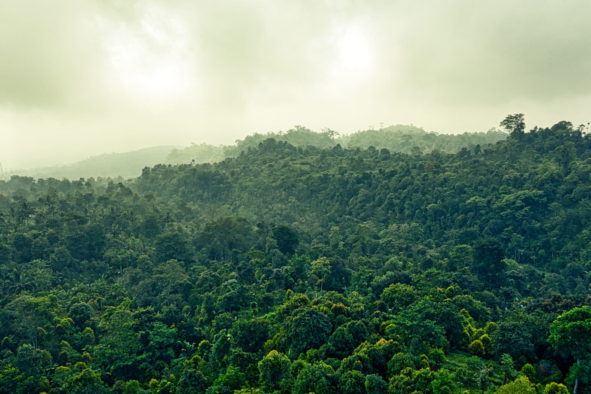 Photo of evergreen forest