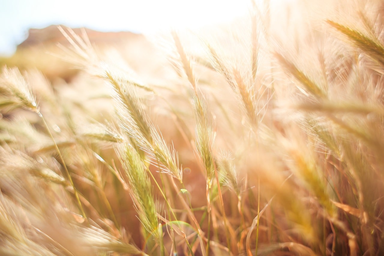 wheat crops, barley, crops