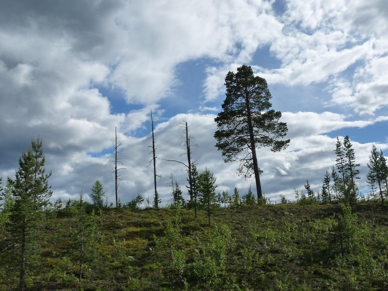 tree die, forest, deforestation