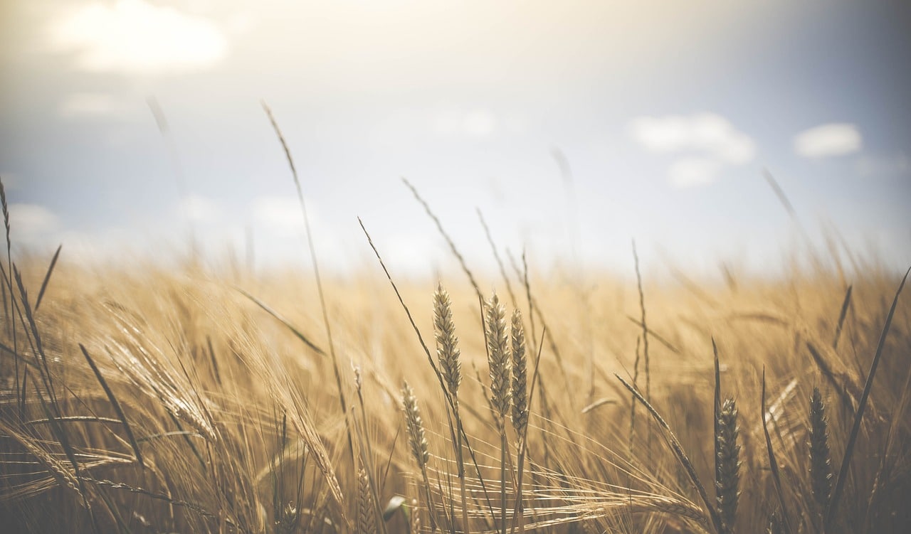 wheat, wheat crops, barley