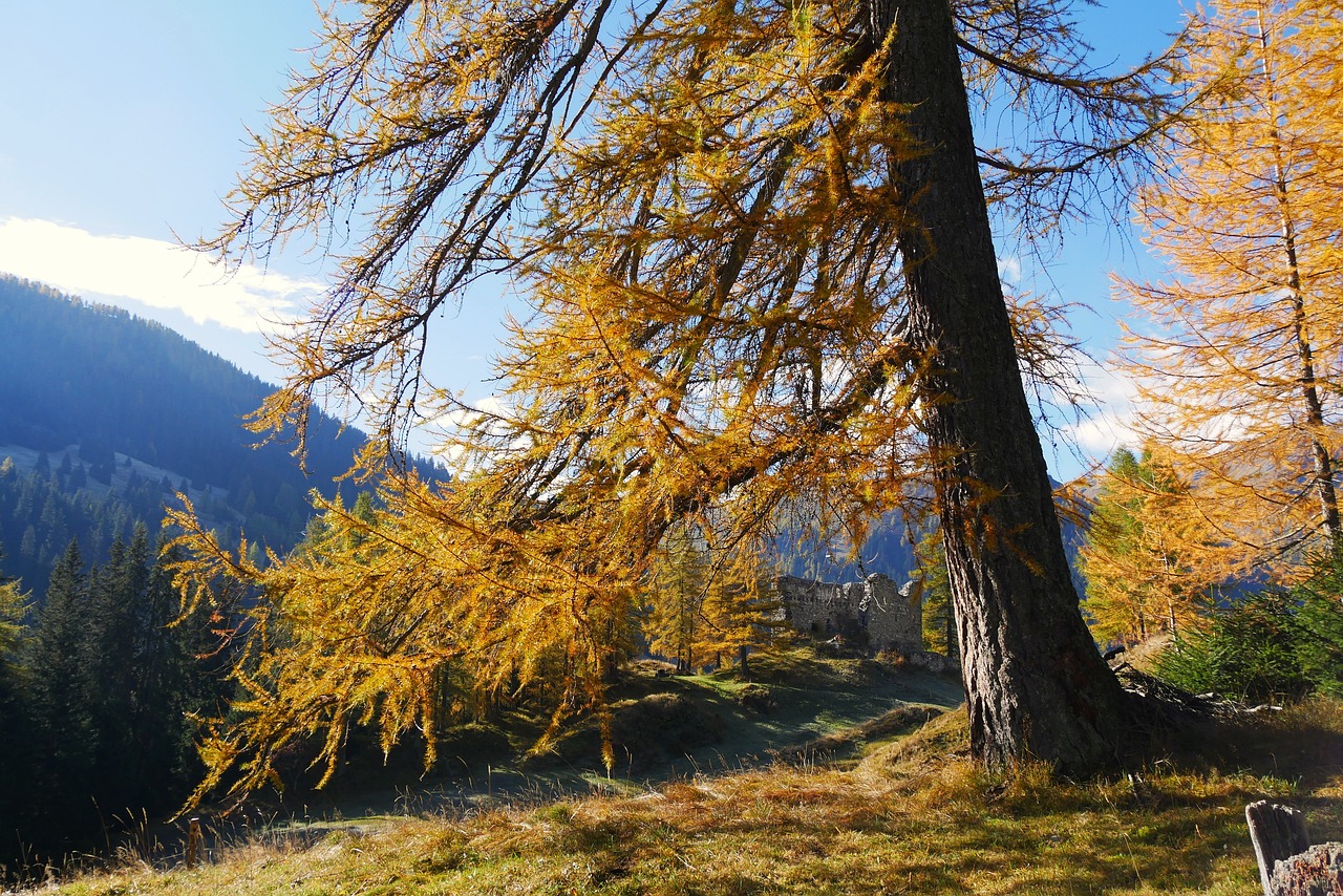 fall, nature, wood