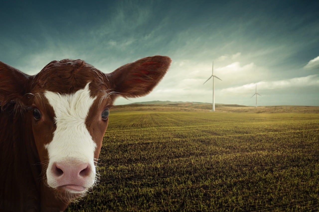 calf, renewable energy, pinwheels