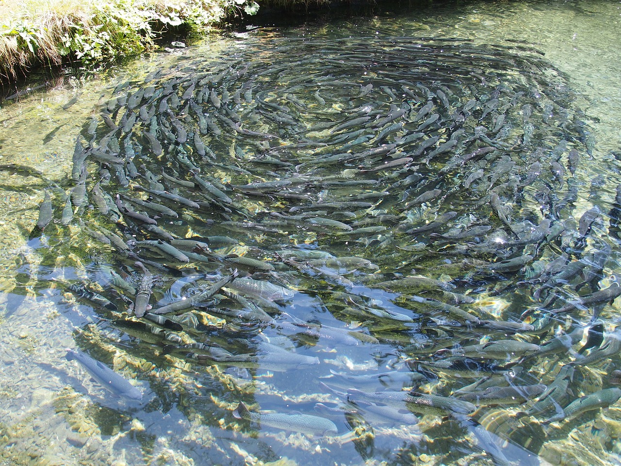 fish farming, fishes, meal