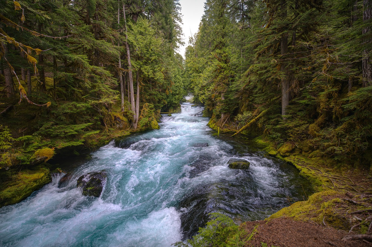 mckenzie river, central oregon, forest