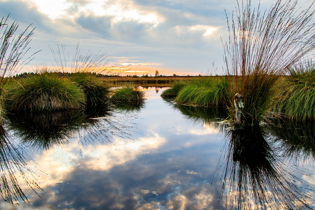 moor, high moor, swamp