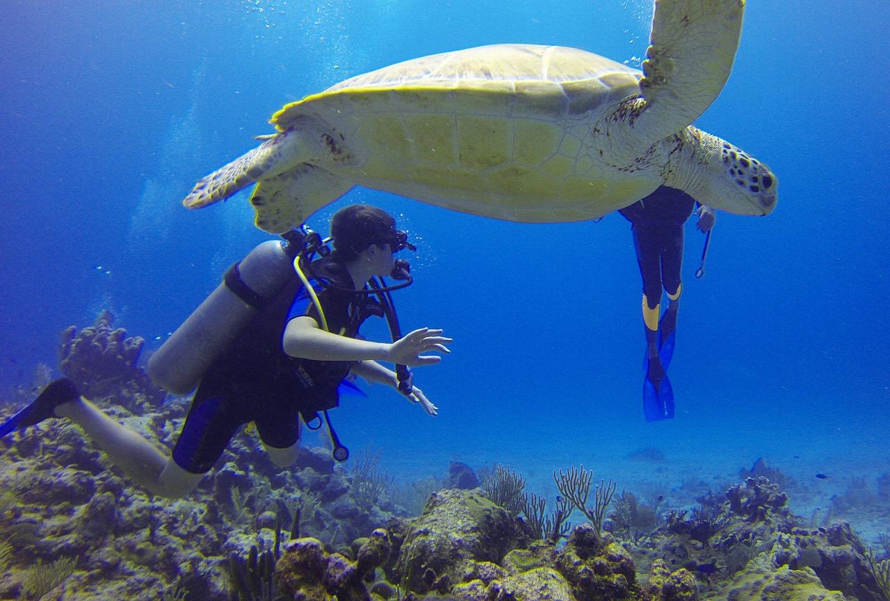 diver, turtle, mexico