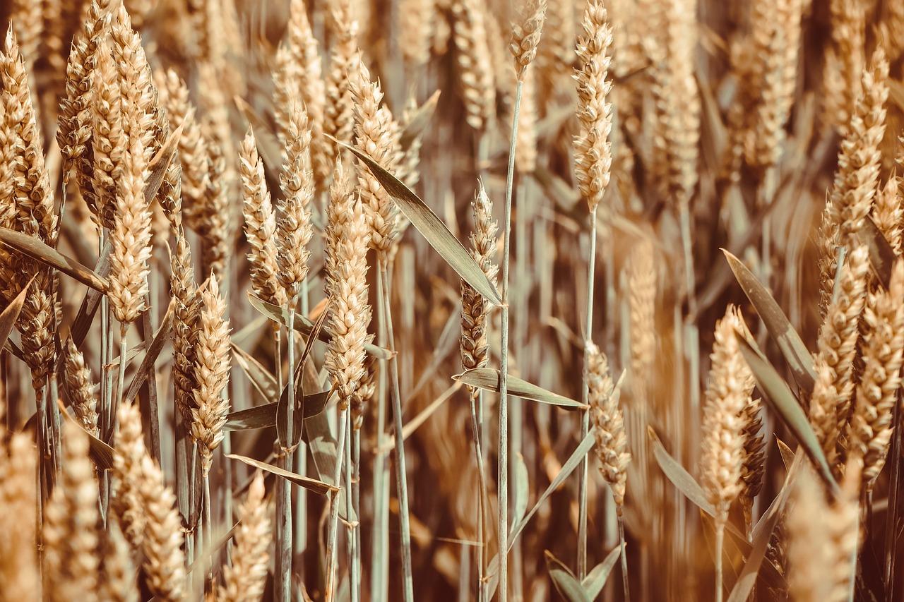 grain, field, wheat