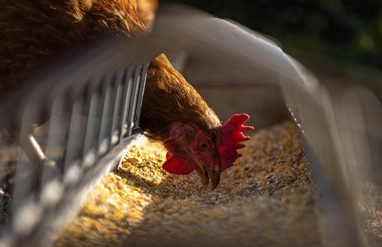 hen, chicken, feeding