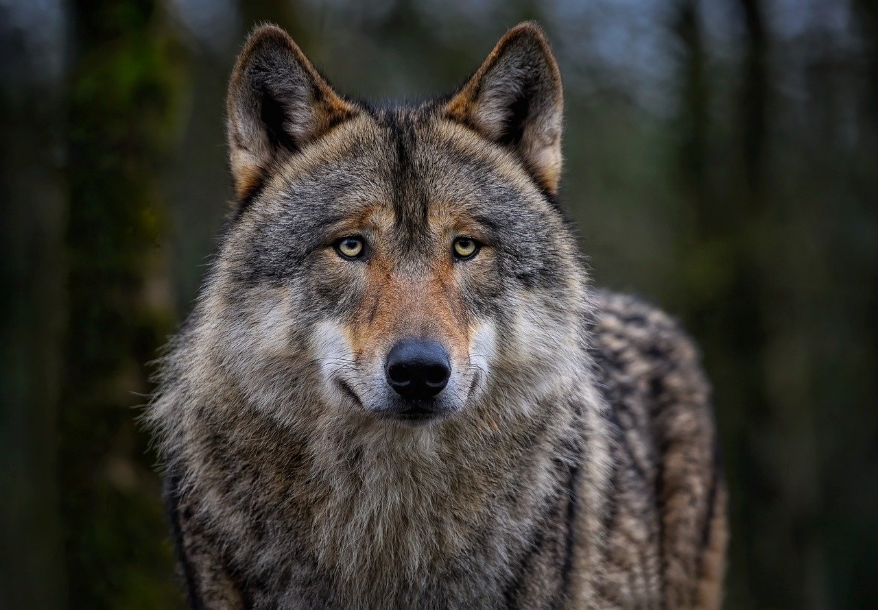 wolf, nature, eurasian wolf