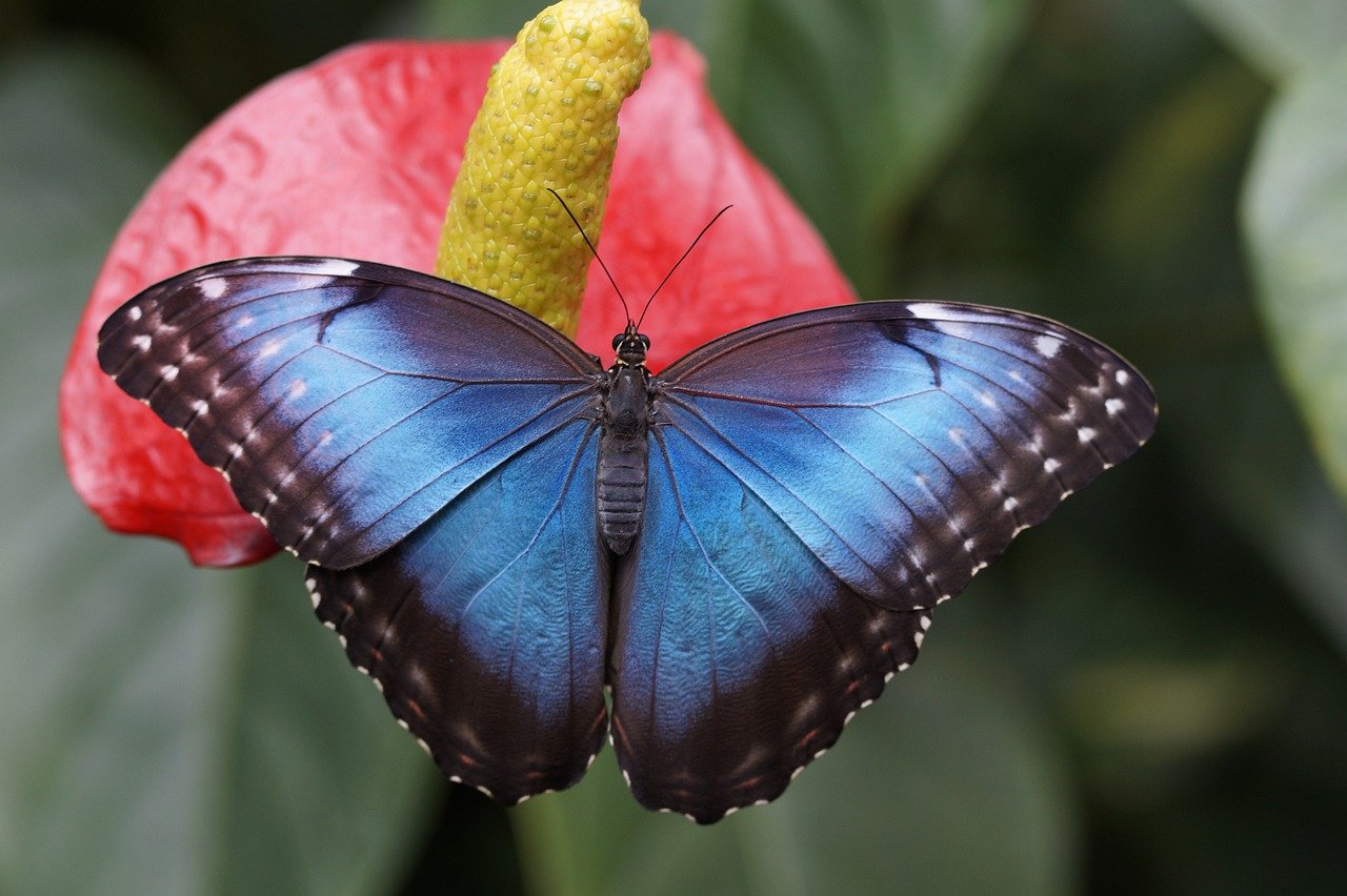 blue morpho, butterfly, flower