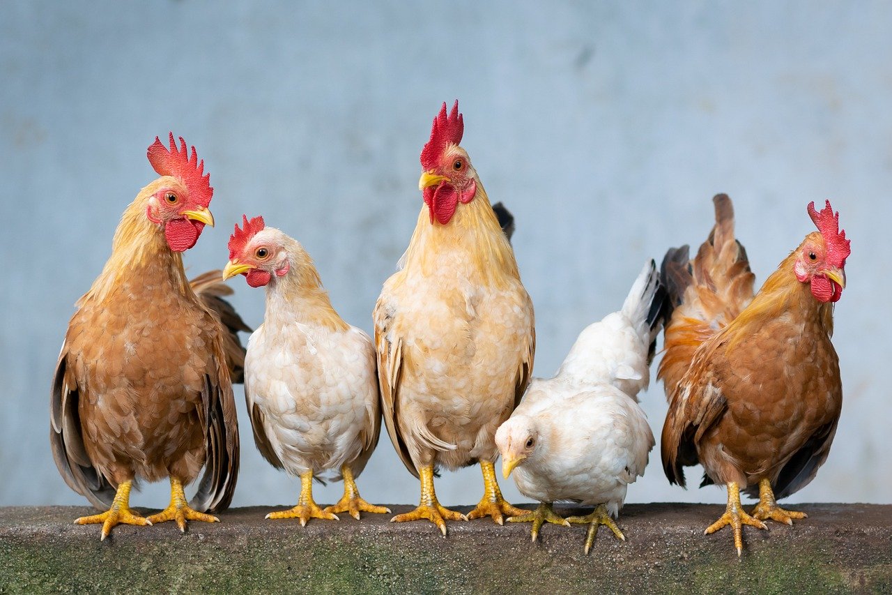 chicken, nature, rooster