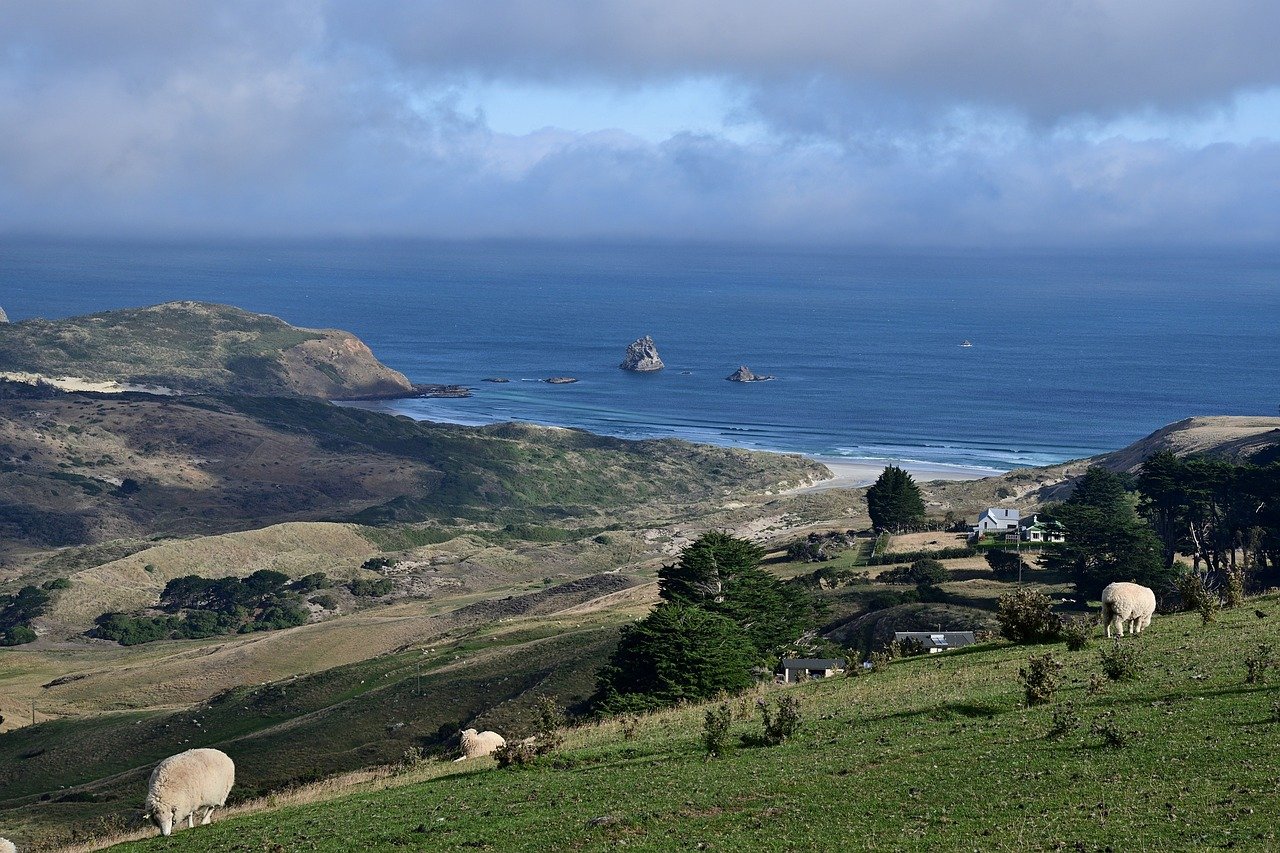 harington point, new zealand, pasture