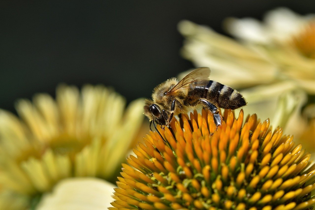 bee, insect, pollinate