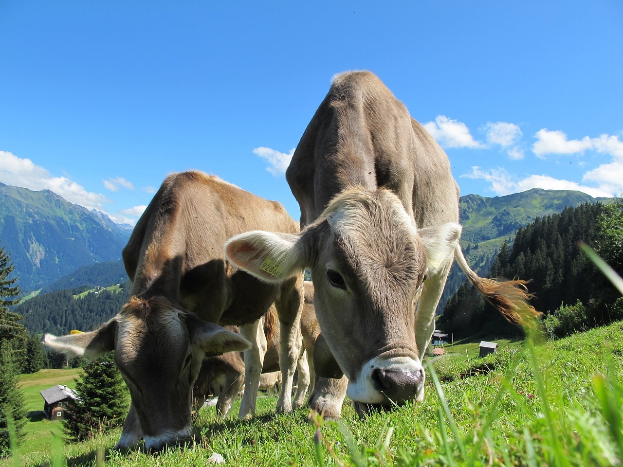 cows, cattle, grazing