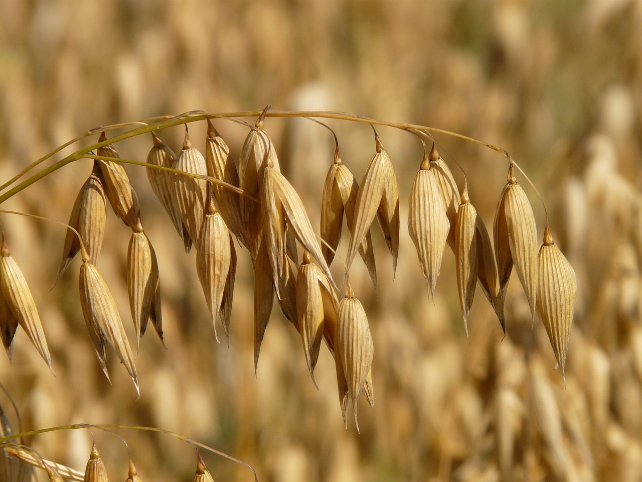 oats, oat field, fields