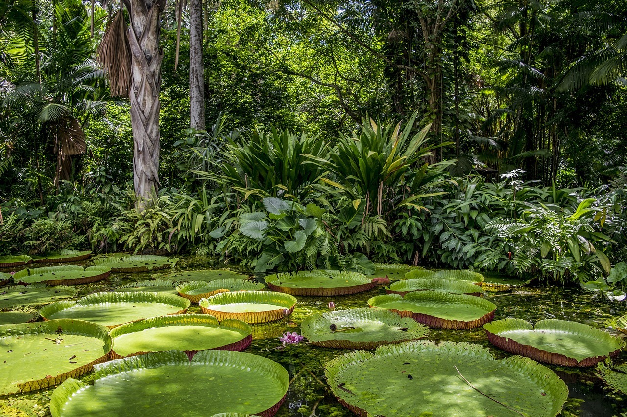 amazon, forest, nature