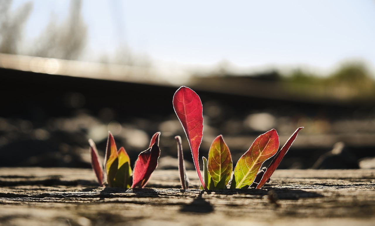 back to nature, climate, time heals all wounds