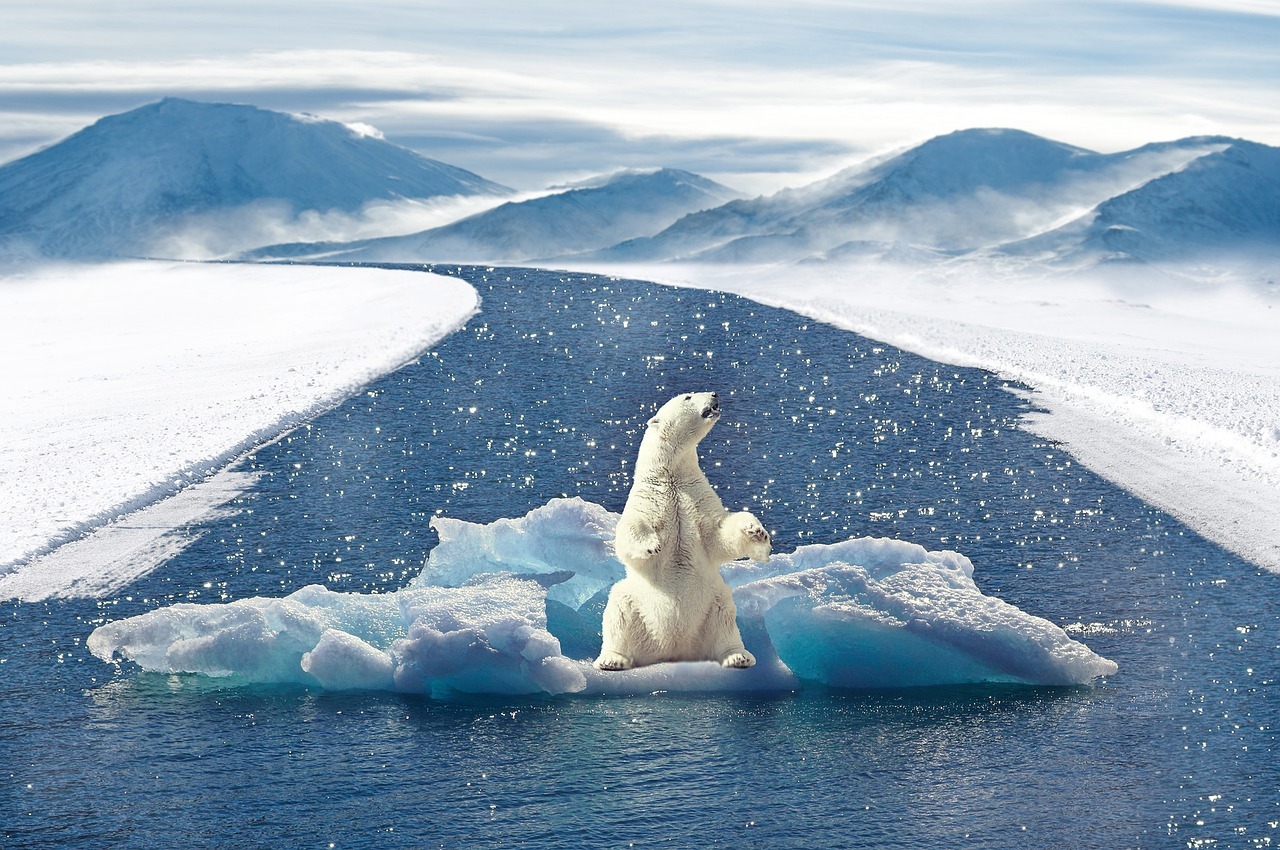 icebear, climate change, polar bear