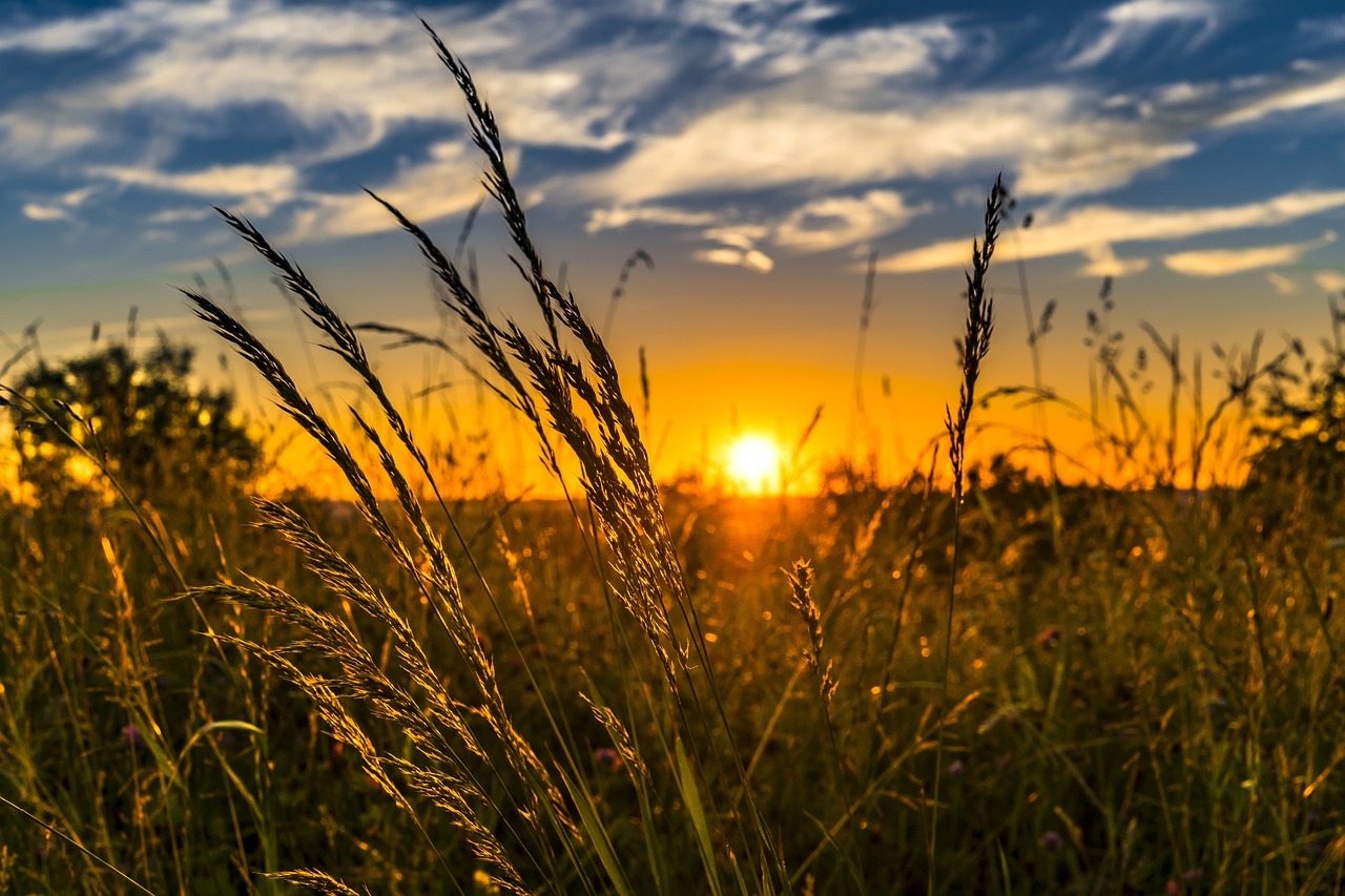 wheat, field, sunset