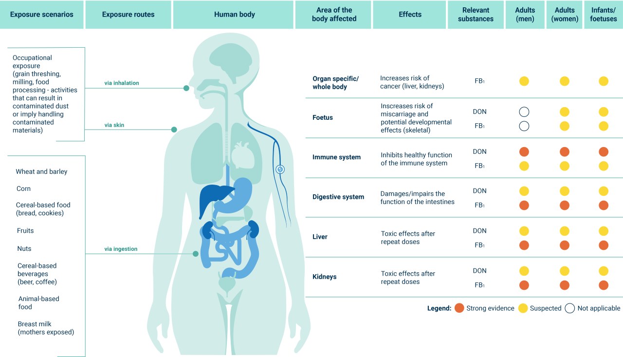 Overview of the health effects associated with exposure to DON and FB1 and possible exposure routes depending on the various exposure scenarios