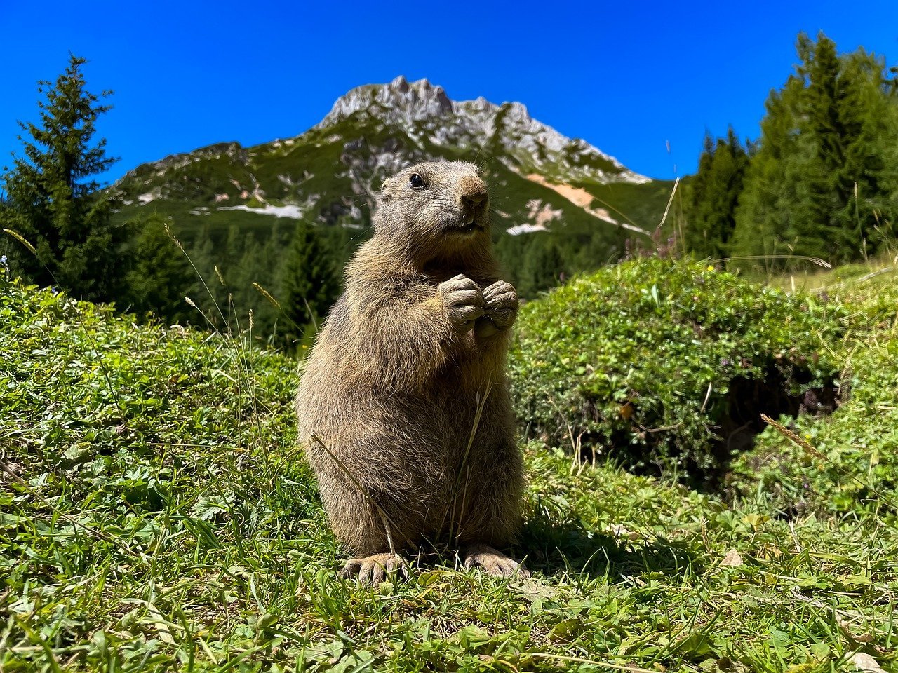 marmot, mountains, wildlife