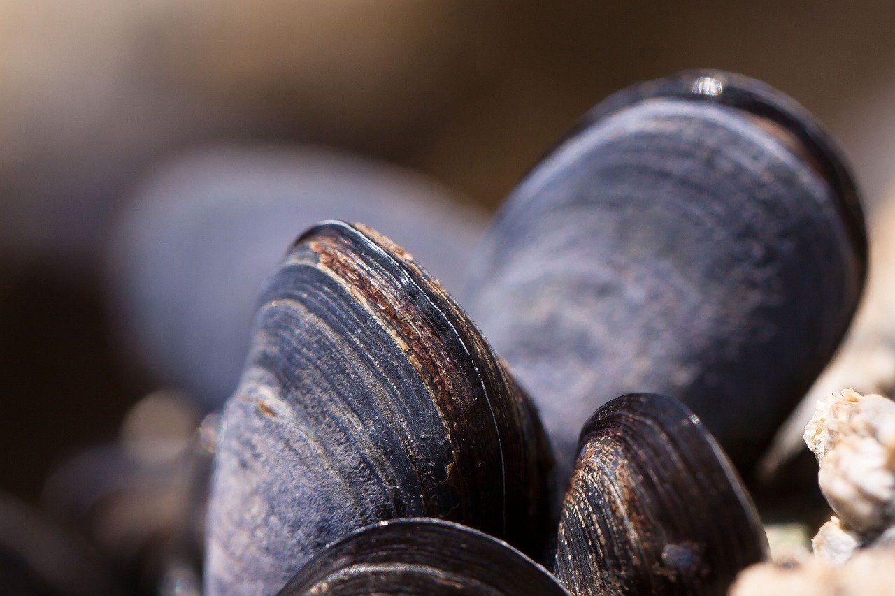 mussels, shells, seafood