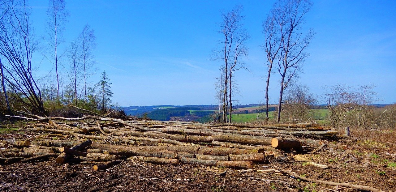 nature, forestry, deforestation