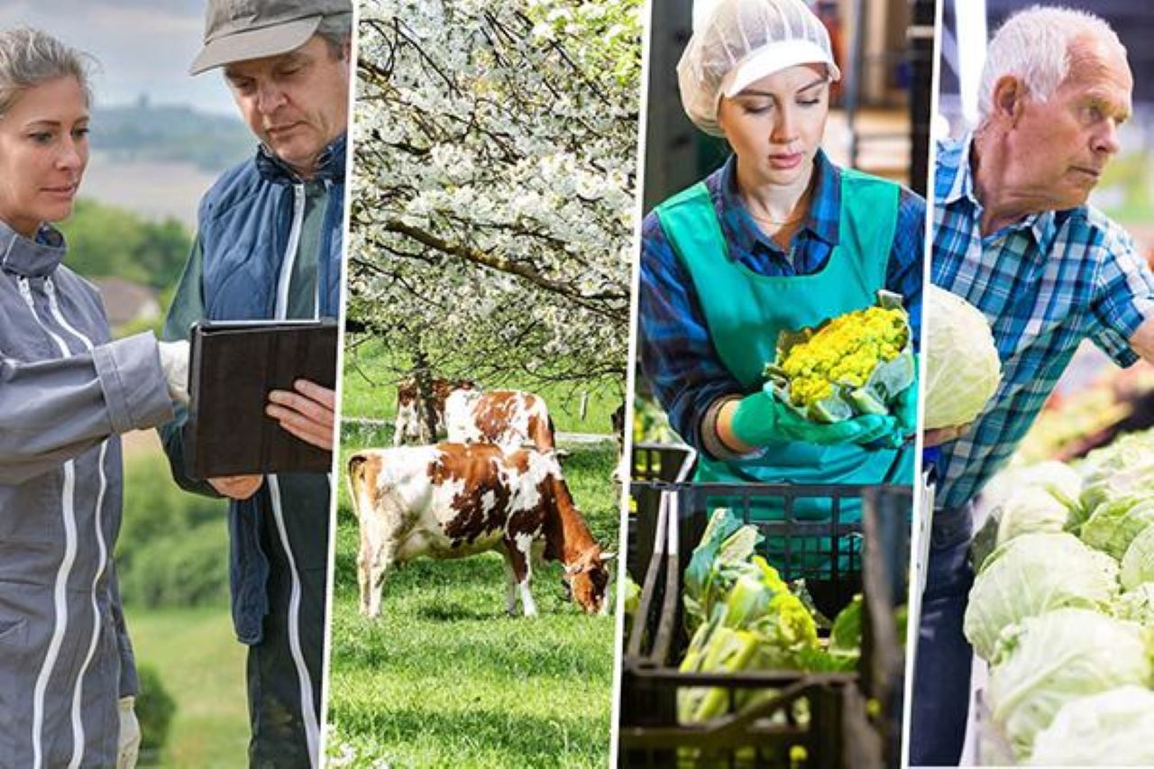 scenes showing different farming activities