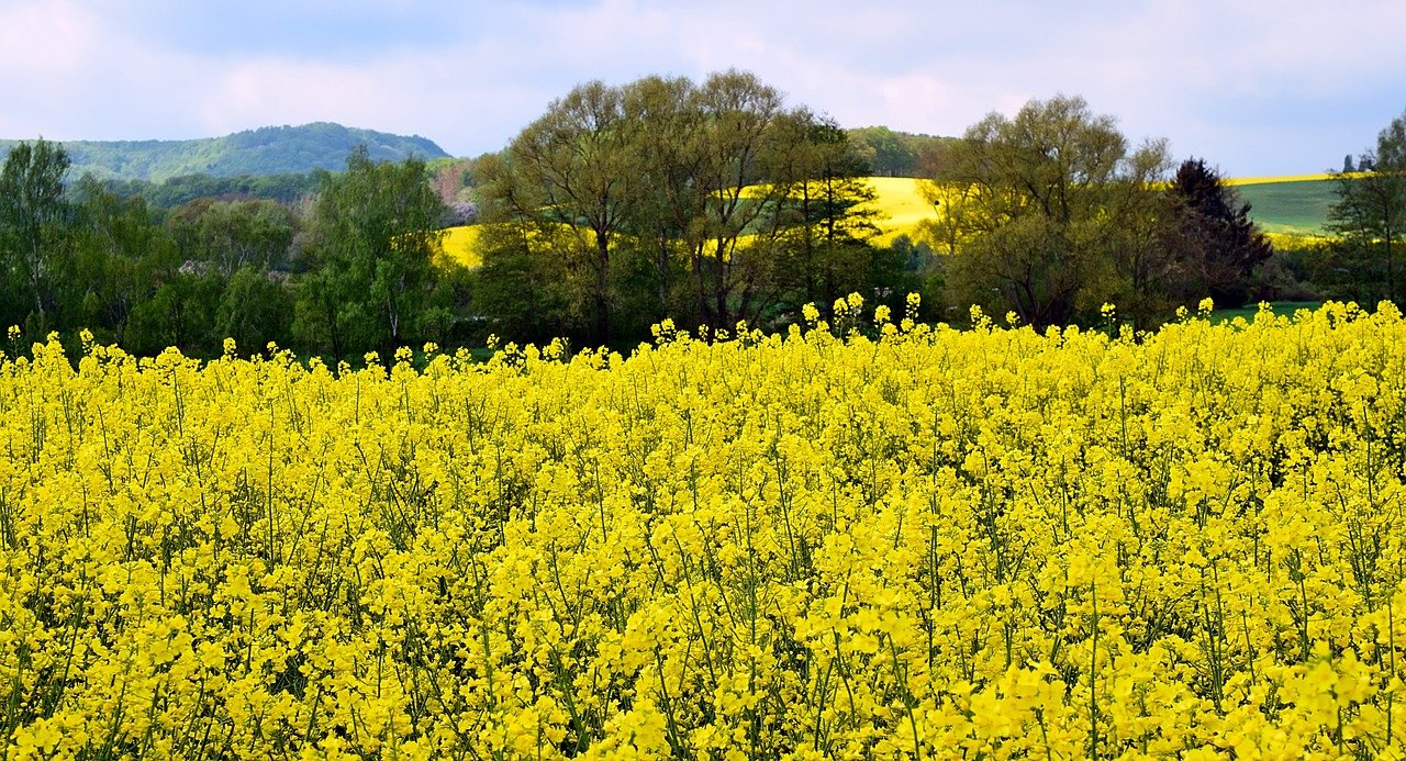 oilseed rape, nature, blossom